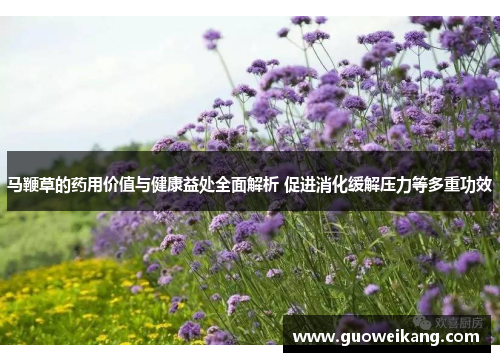 马鞭草的药用价值与健康益处全面解析 促进消化缓解压力等多重功效